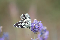 Nature/Wildlife